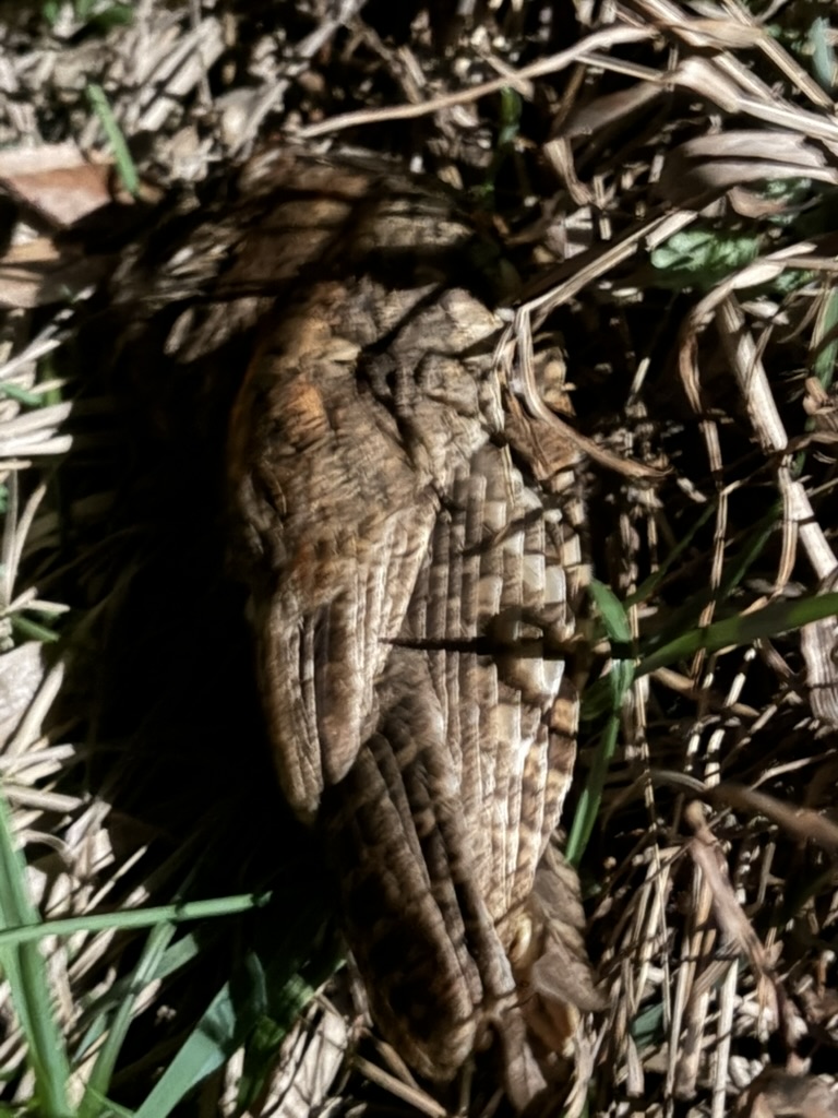 ミミズクのロードキル個体の記録写真 2026年4月14日 3枚目